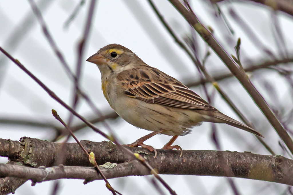 Dickcissel reference