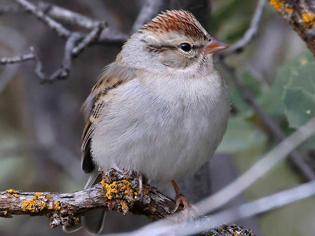 Chipping Sparrow reference