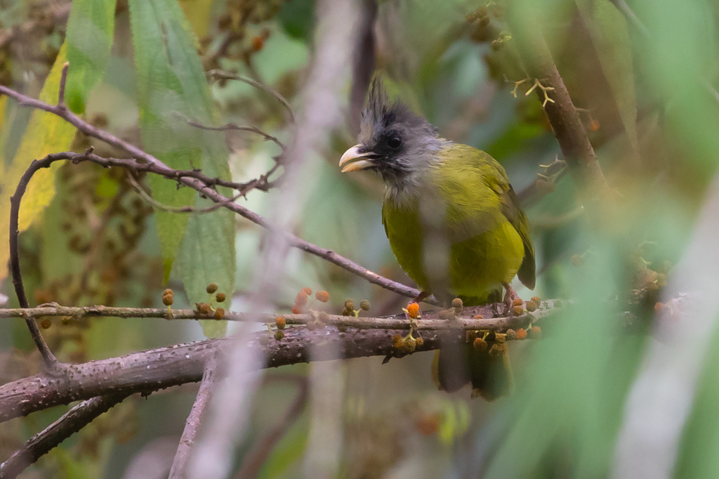Crested Finchbill reference