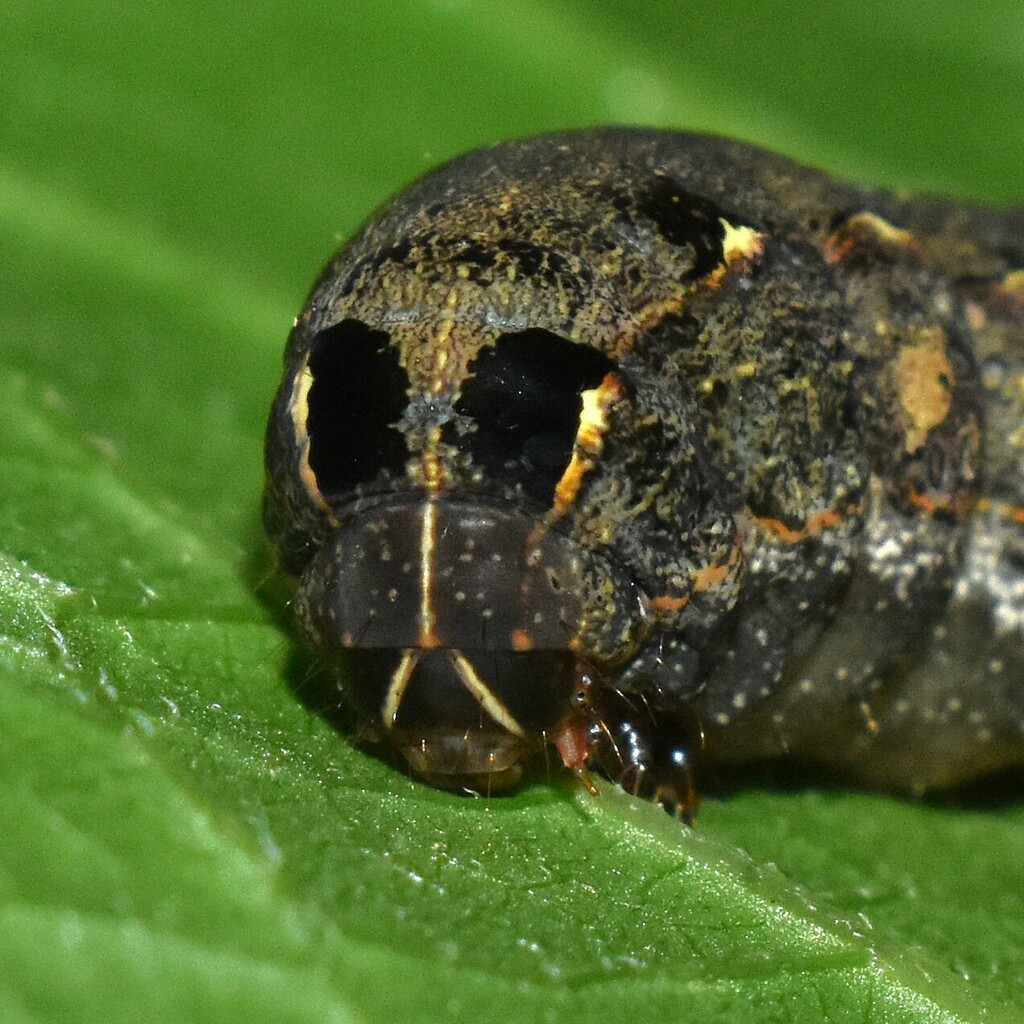 Sweet Potato Armyworm Moth reference