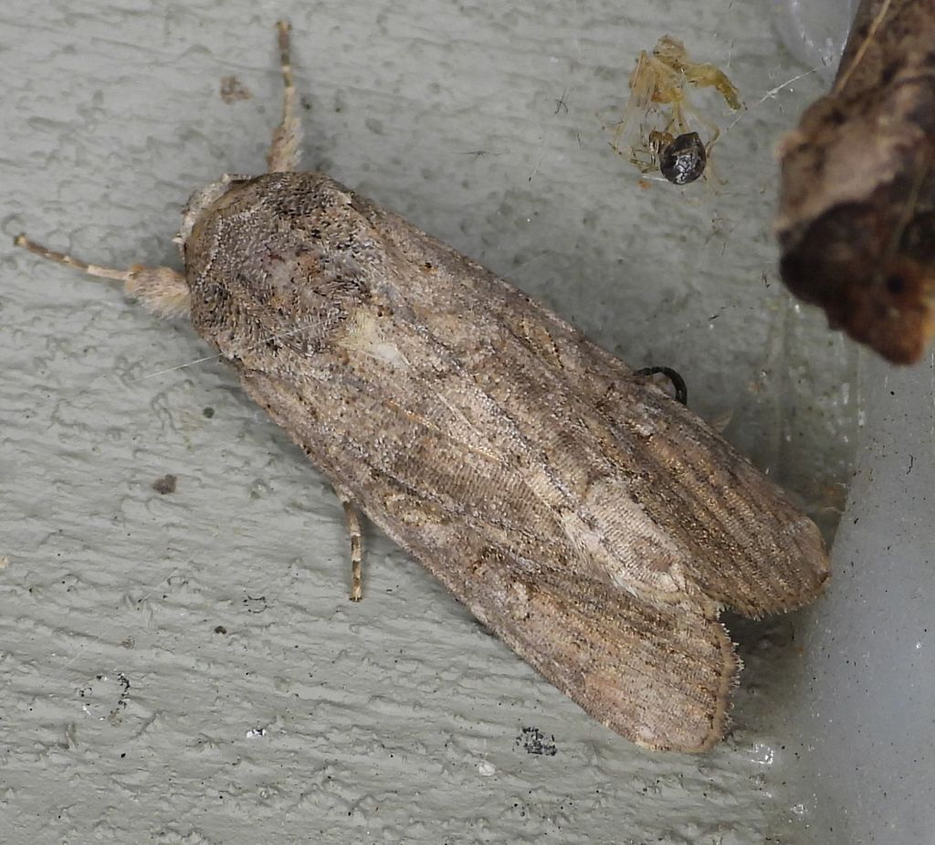 Fall Armyworm Moth reference