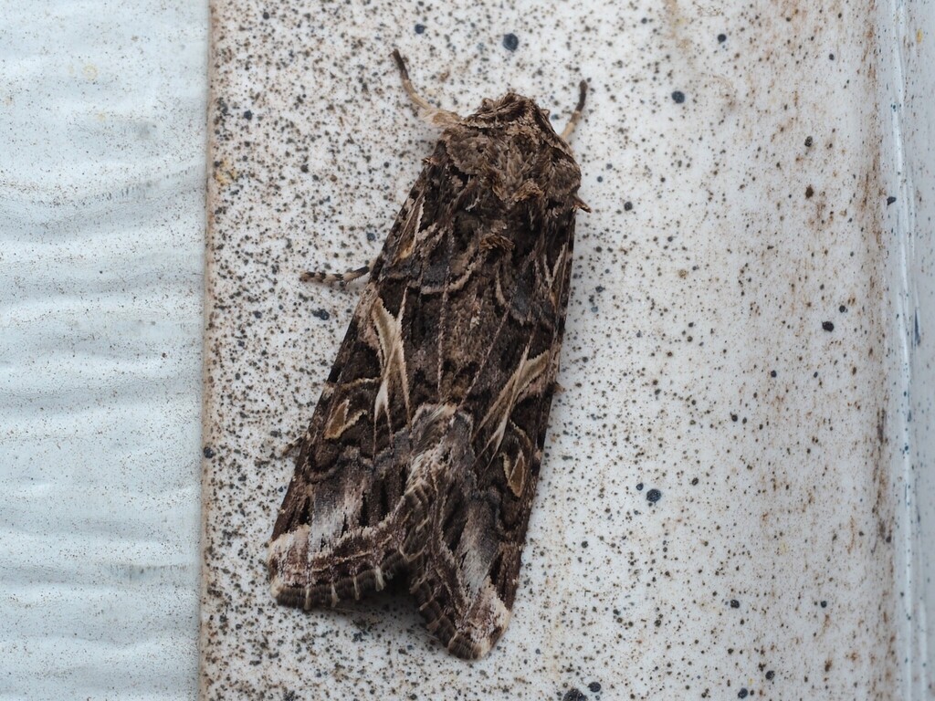Yellow-striped Armyworm Moth reference
