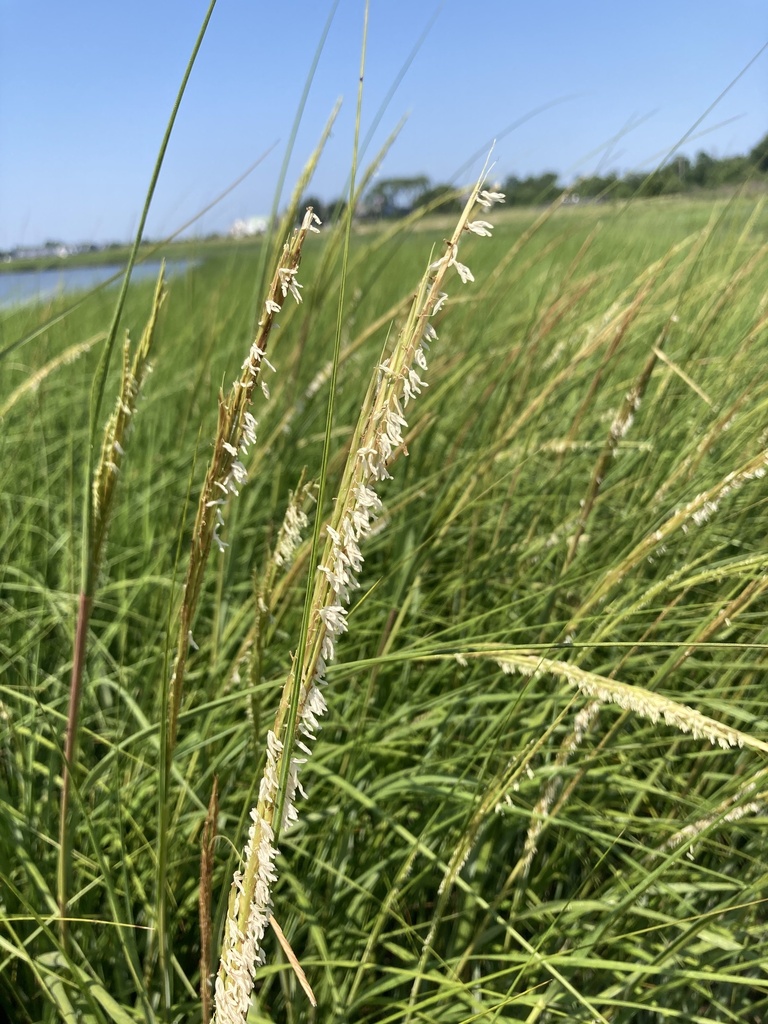 Saltmarsh Cordgrass reference