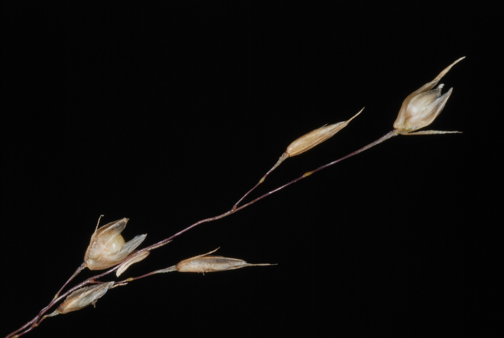 Prairie Dropseed reference