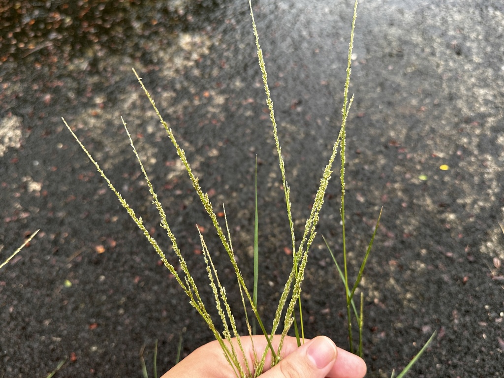 smut grass reference
