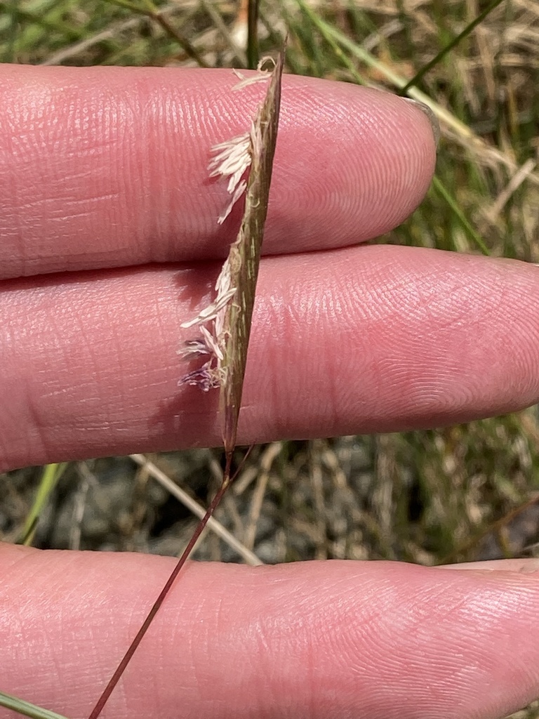 Marsh Hay Cordgrass reference
