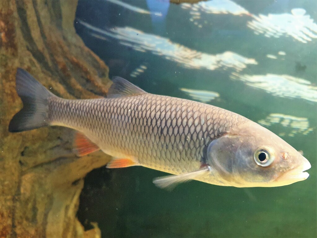 European Chub reference
