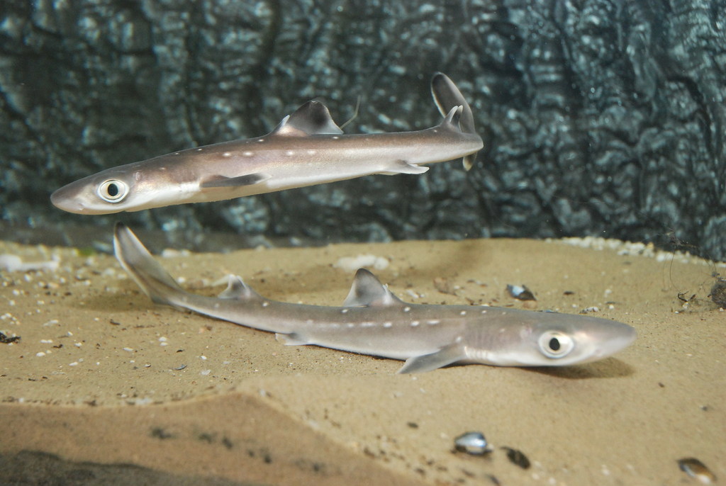 Spiny Dogfish reference
