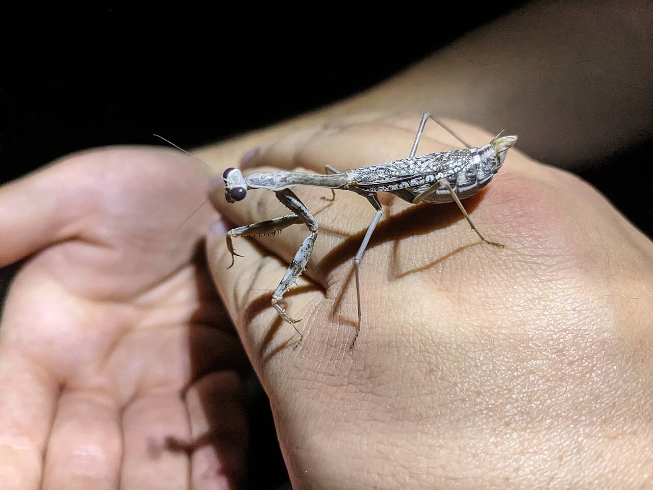 Stagmomantis californica reference