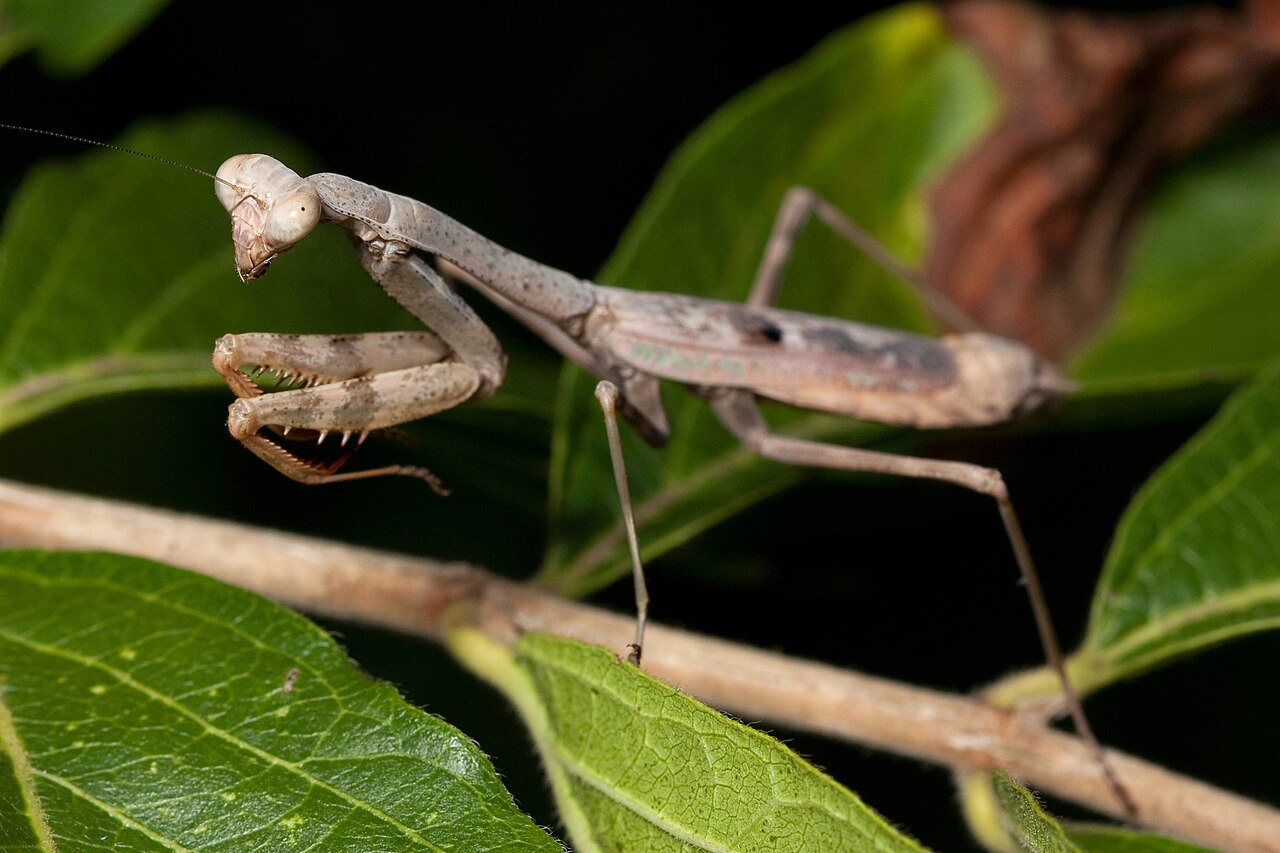 Carolina Mantis reference