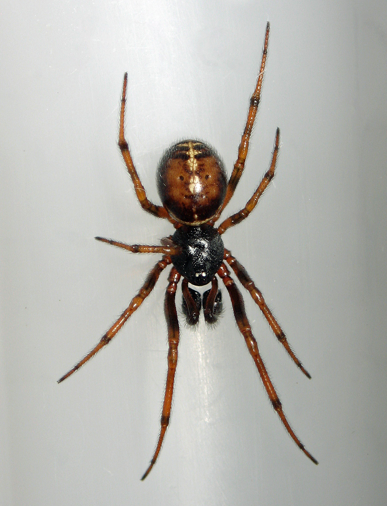 Rabbit Hutch Spider reference