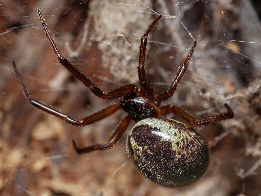 Noble False Widow reference