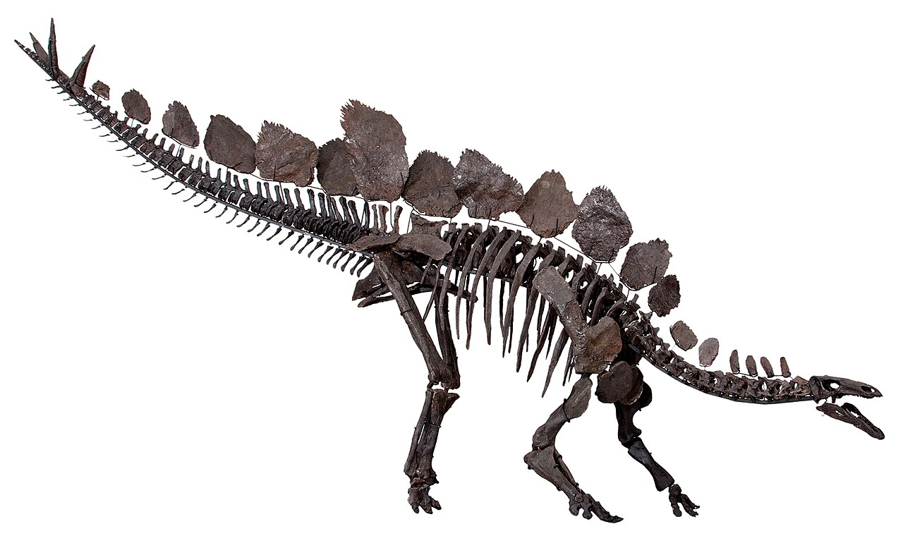 Stegosaurus ungulatus reference