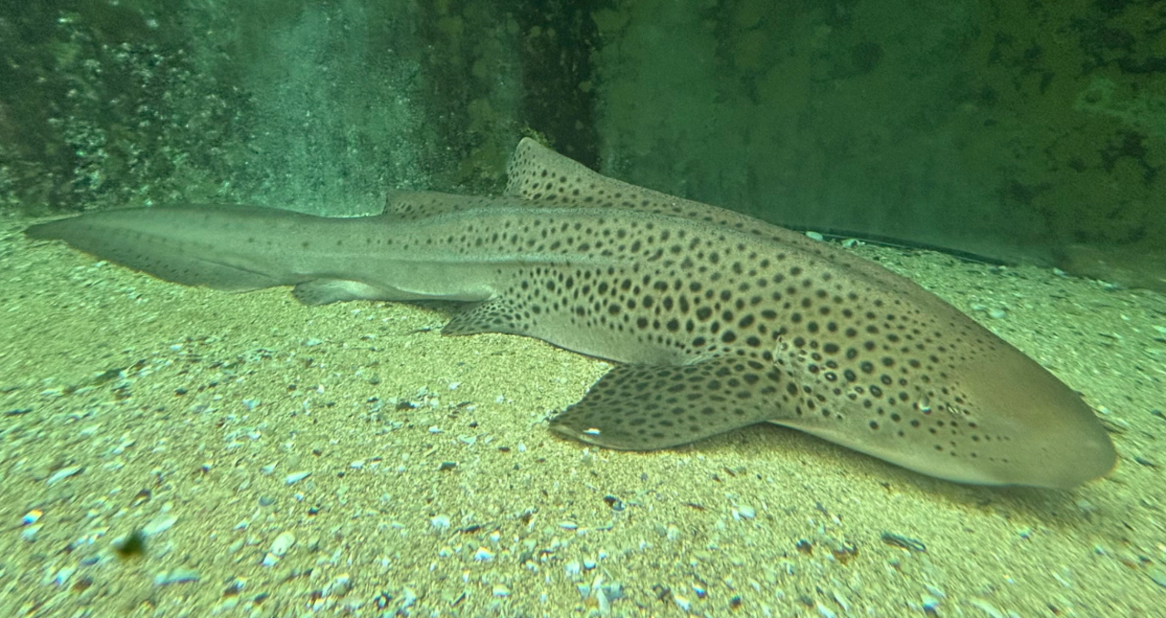 Zebra Shark reference
