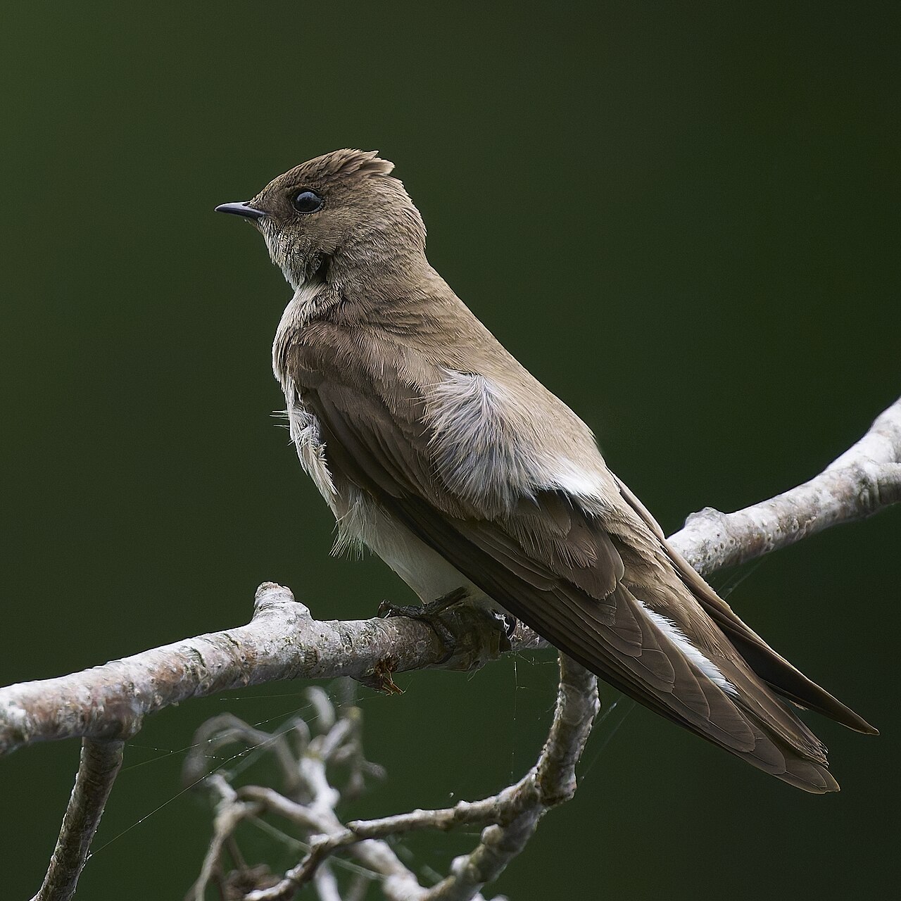 Northern Rough-winged Swallow reference