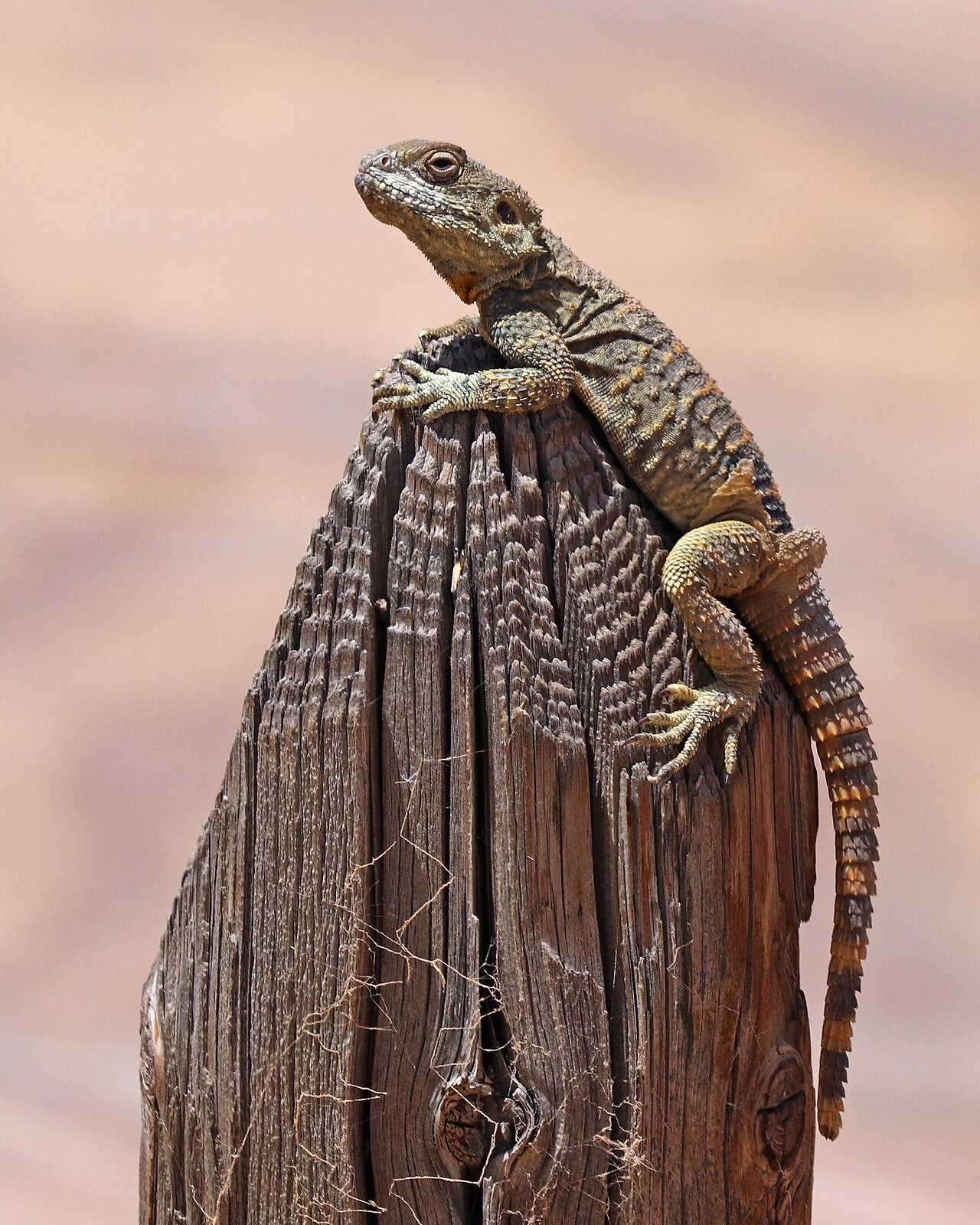 Starred Agama reference