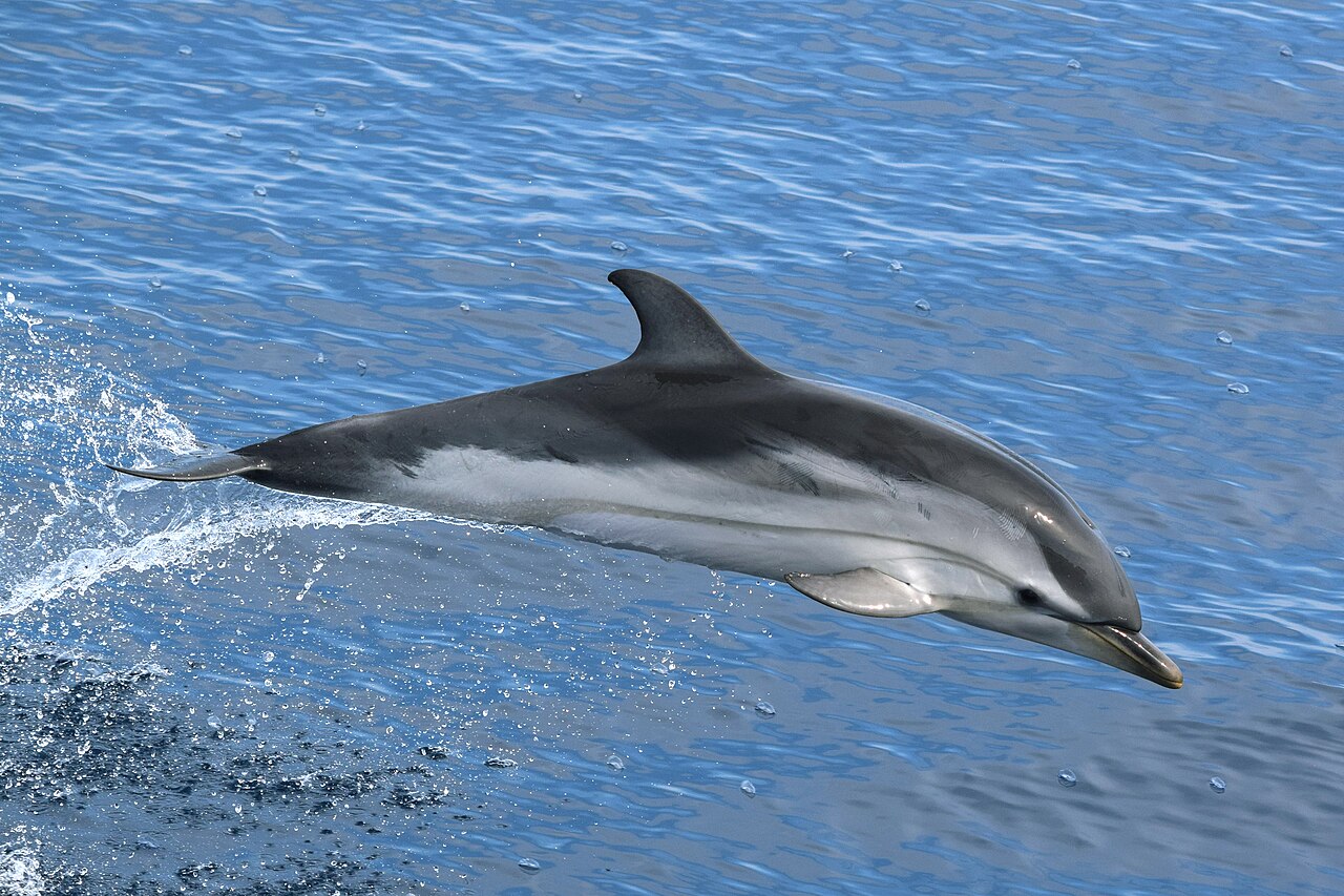 Striped Dolphin reference