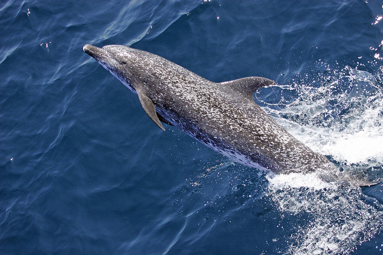 Atlantic Spotted Dolphin reference