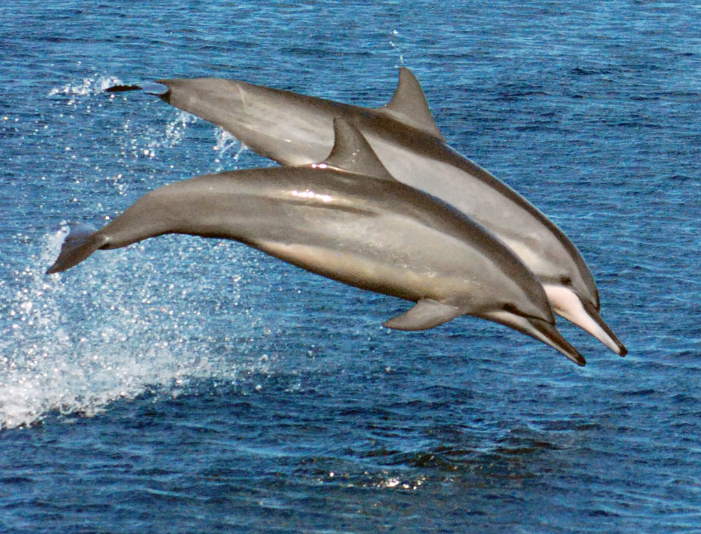 Spinner Dolphin reference