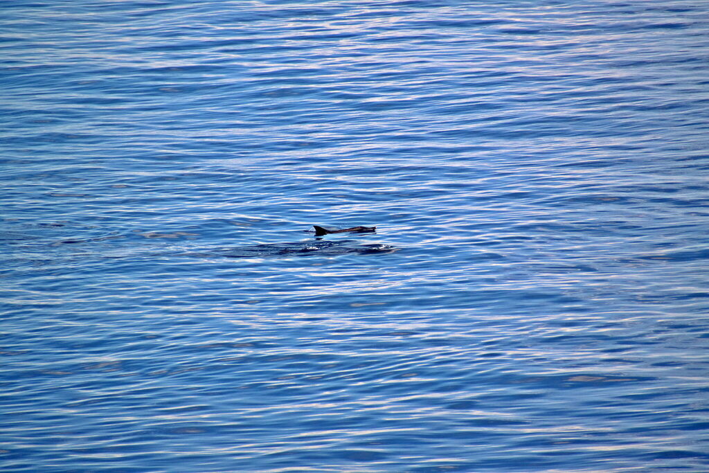 Rough-toothed Dolphin reference