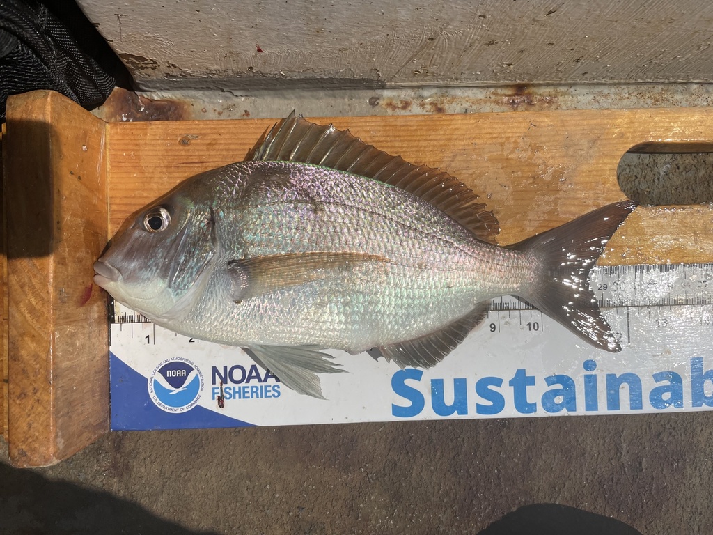 Scup reference