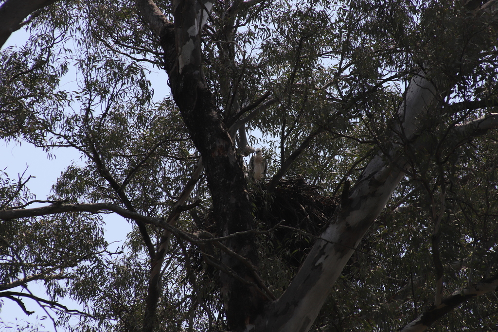 Crowned Eagle reference