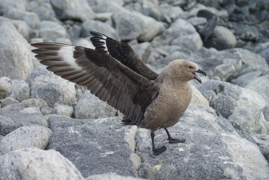 South Polar Skua reference