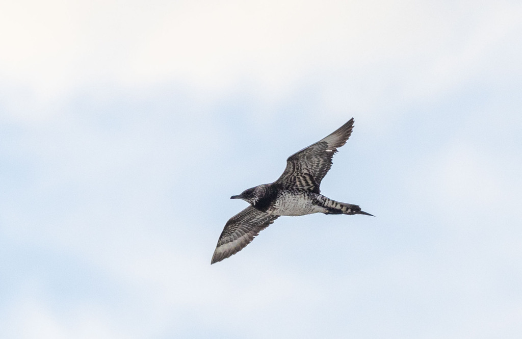Parasitic Jaeger reference