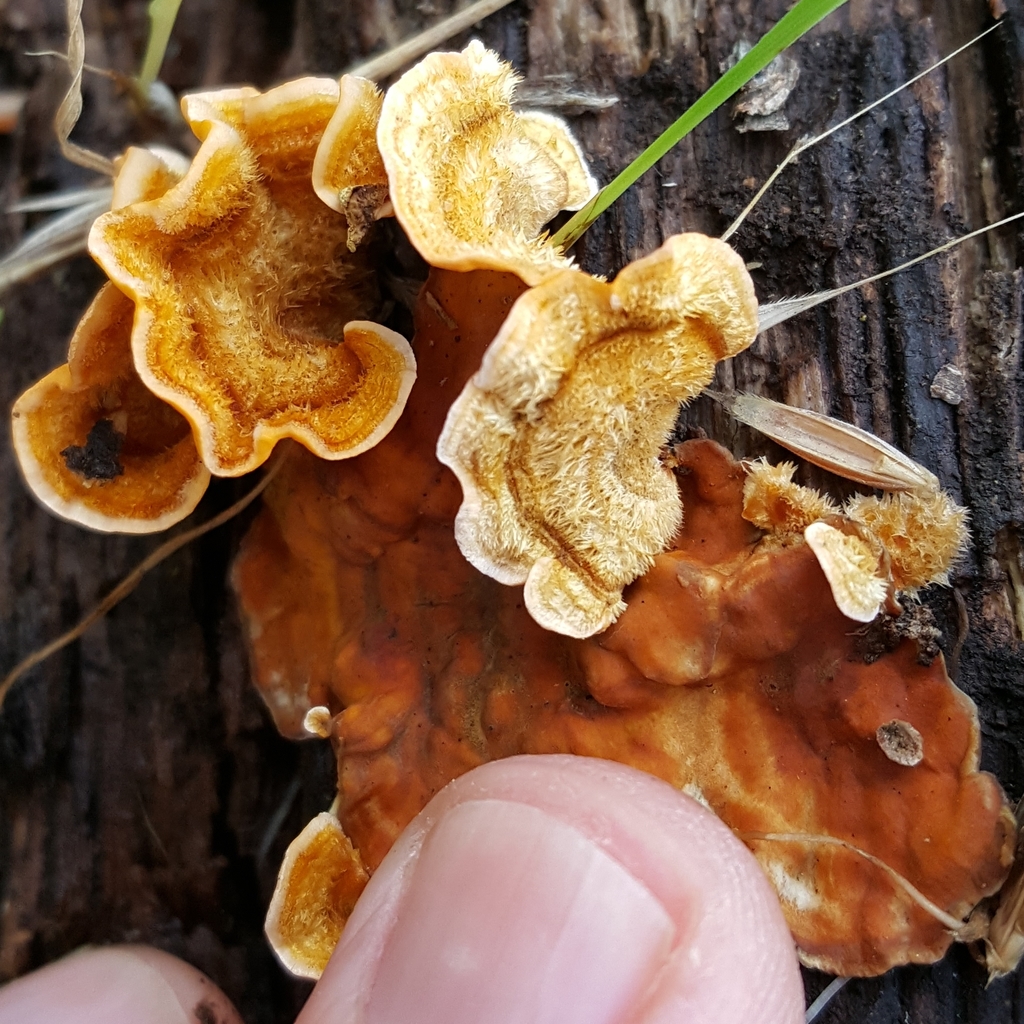 Hairy Curtain Crust reference