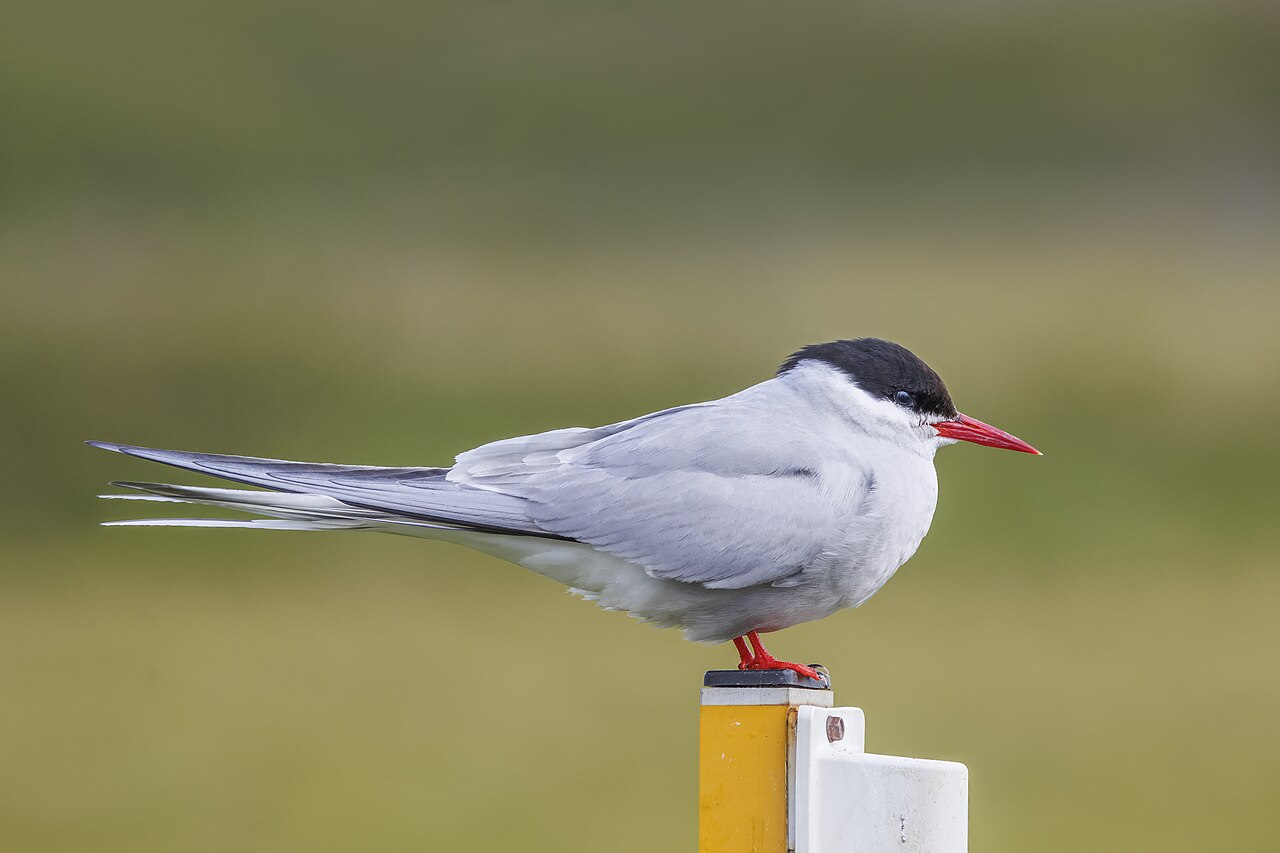 Arctic Tern reference