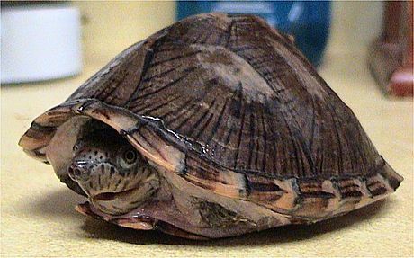 Razor-backed Musk Turtle reference