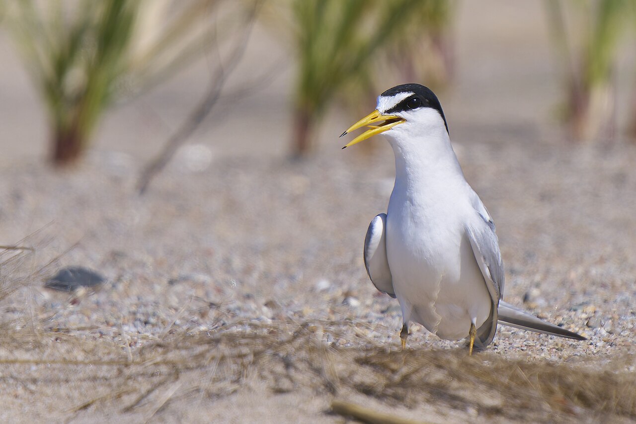 Interior Least Tern reference