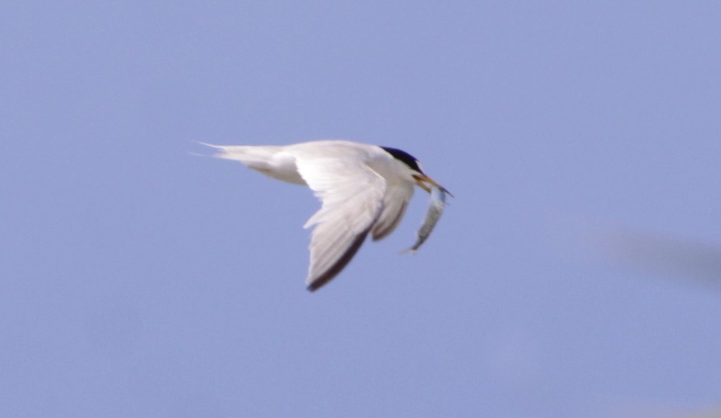 Least Tern reference