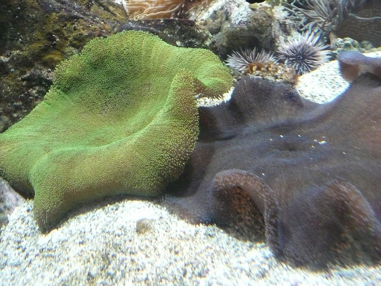 Haddon's Carpet Anemone reference