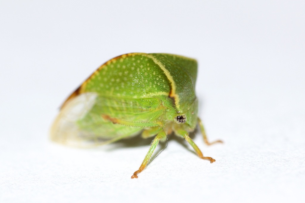 Buffalo Treehopper reference