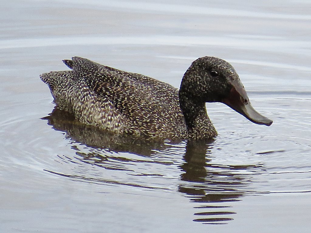 Freckled Duck reference