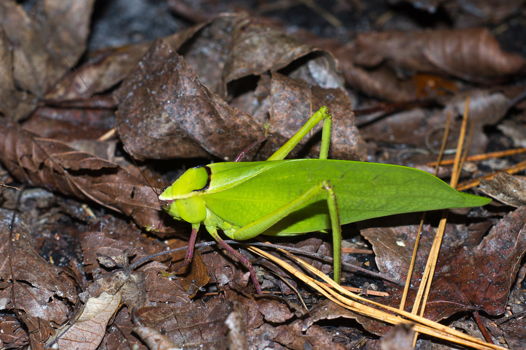Giant Katydid reference