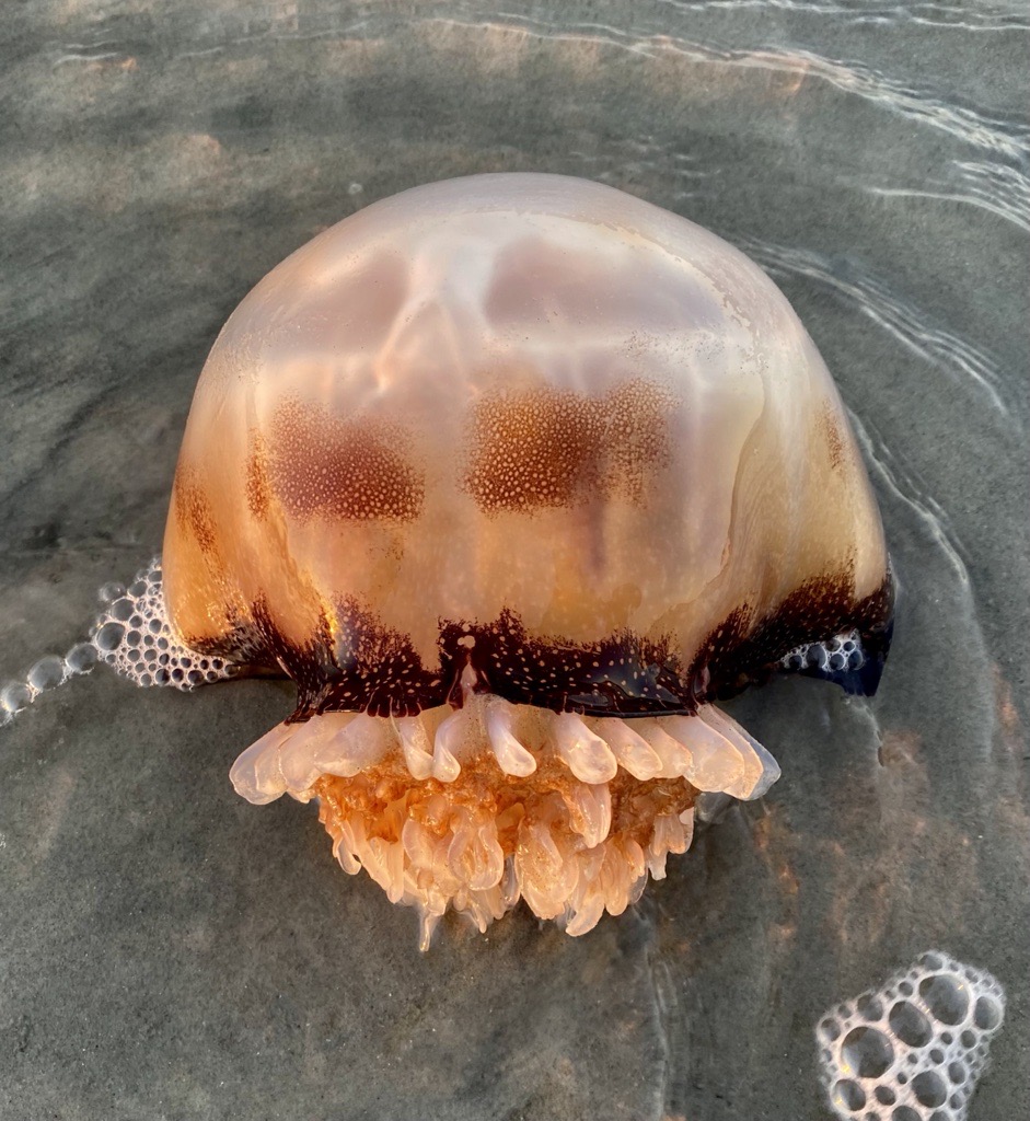 Cannonball Jelly reference