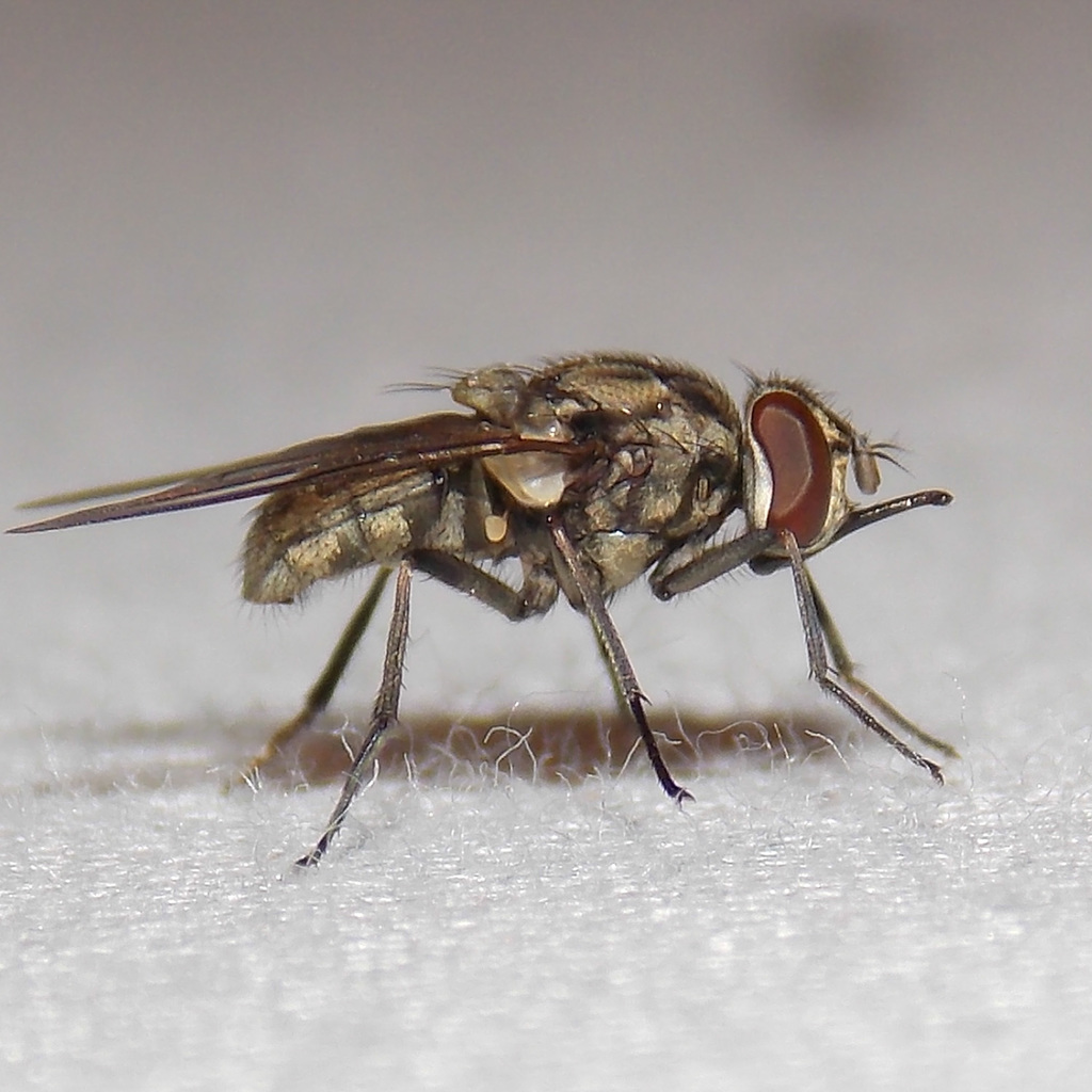 Stable Fly reference