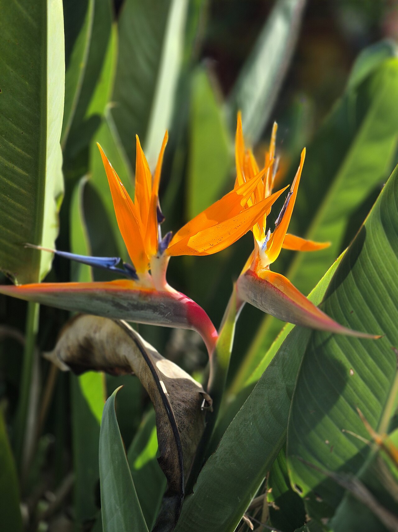Common Bird-of-paradise Flower reference