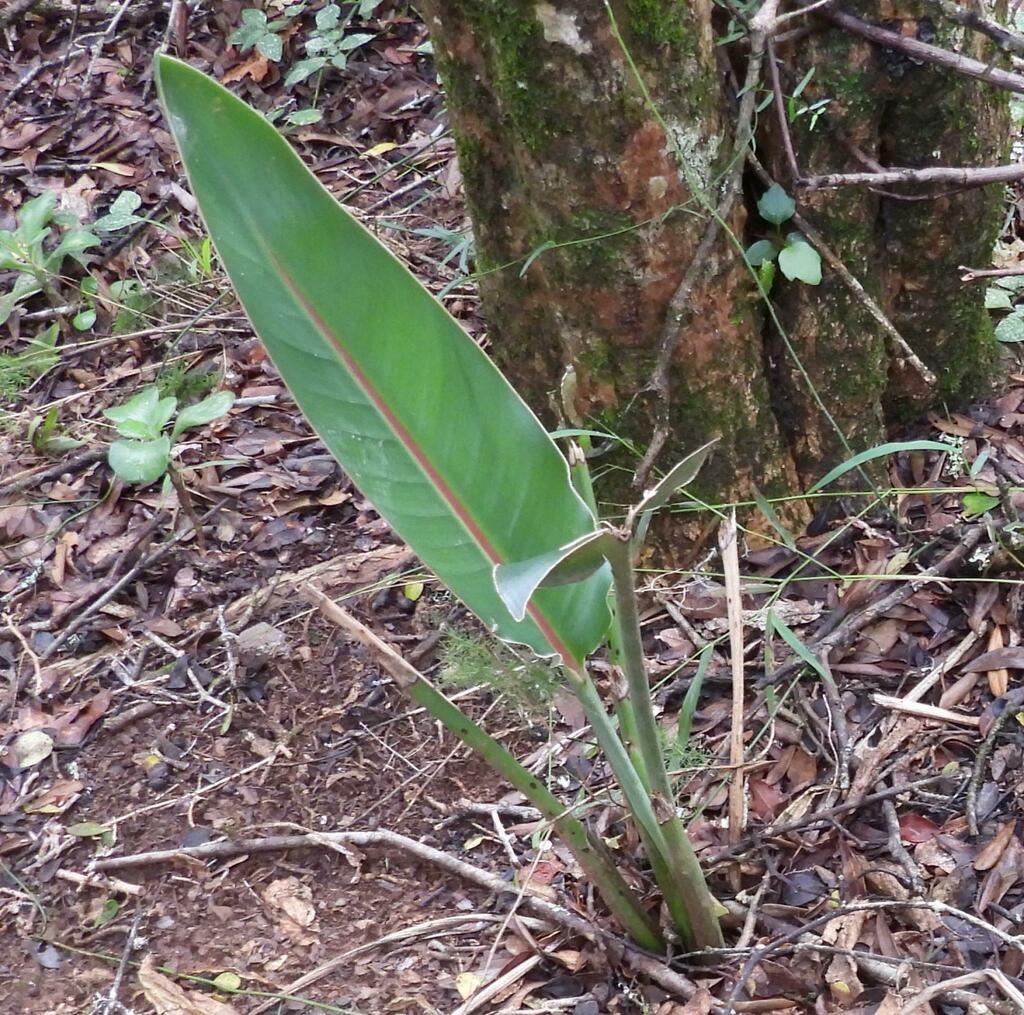 common bird-of-paradise flower reference