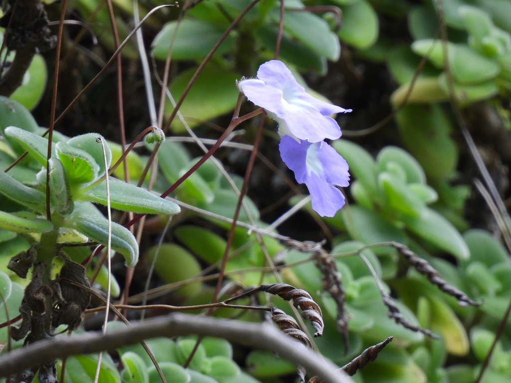 False African Violet reference
