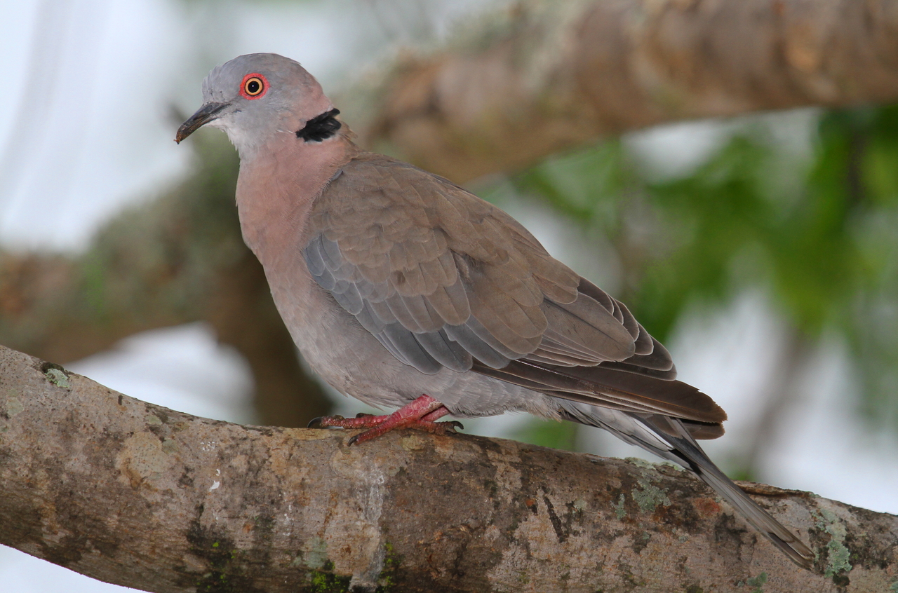 African Mourning Dove reference