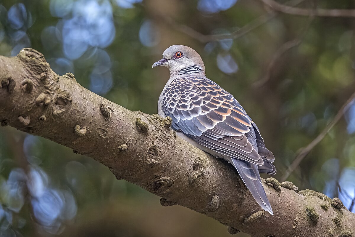 Oriental Turtle-Dove reference