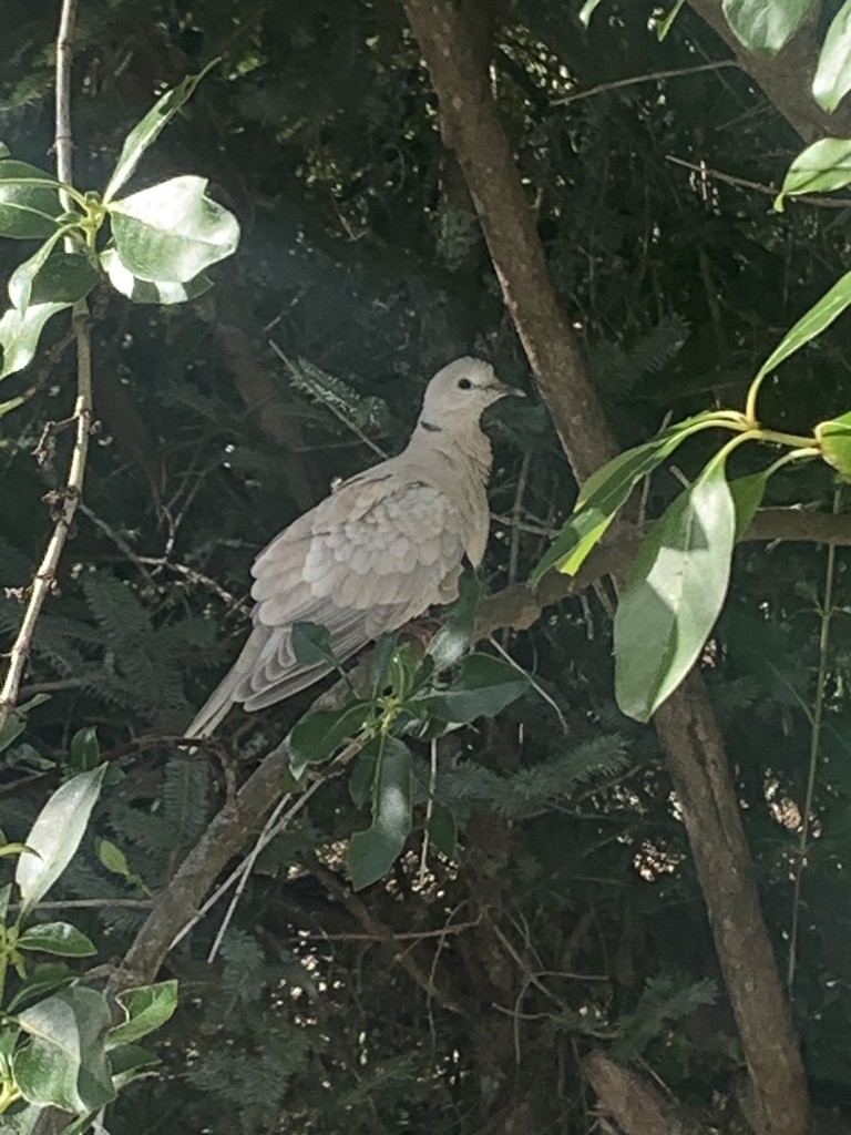 African Collared-Dove reference