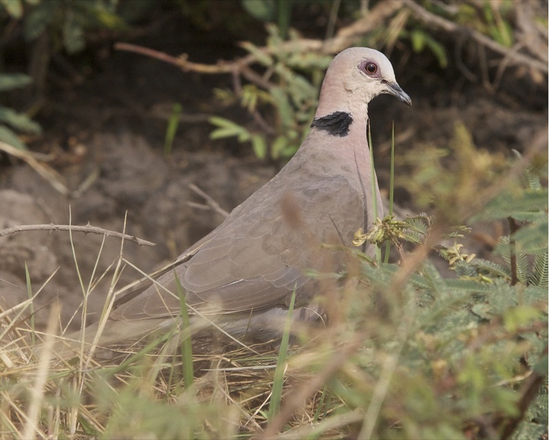Red-eyed Dove reference
