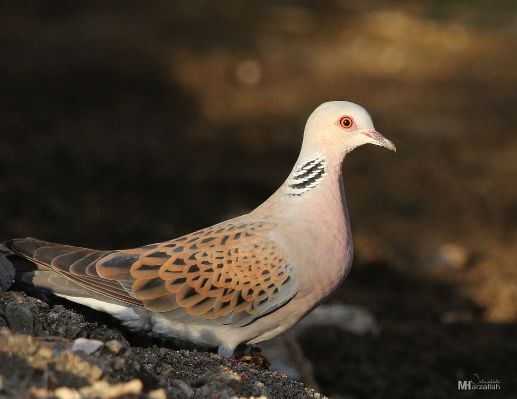 European Turtle-Dove reference