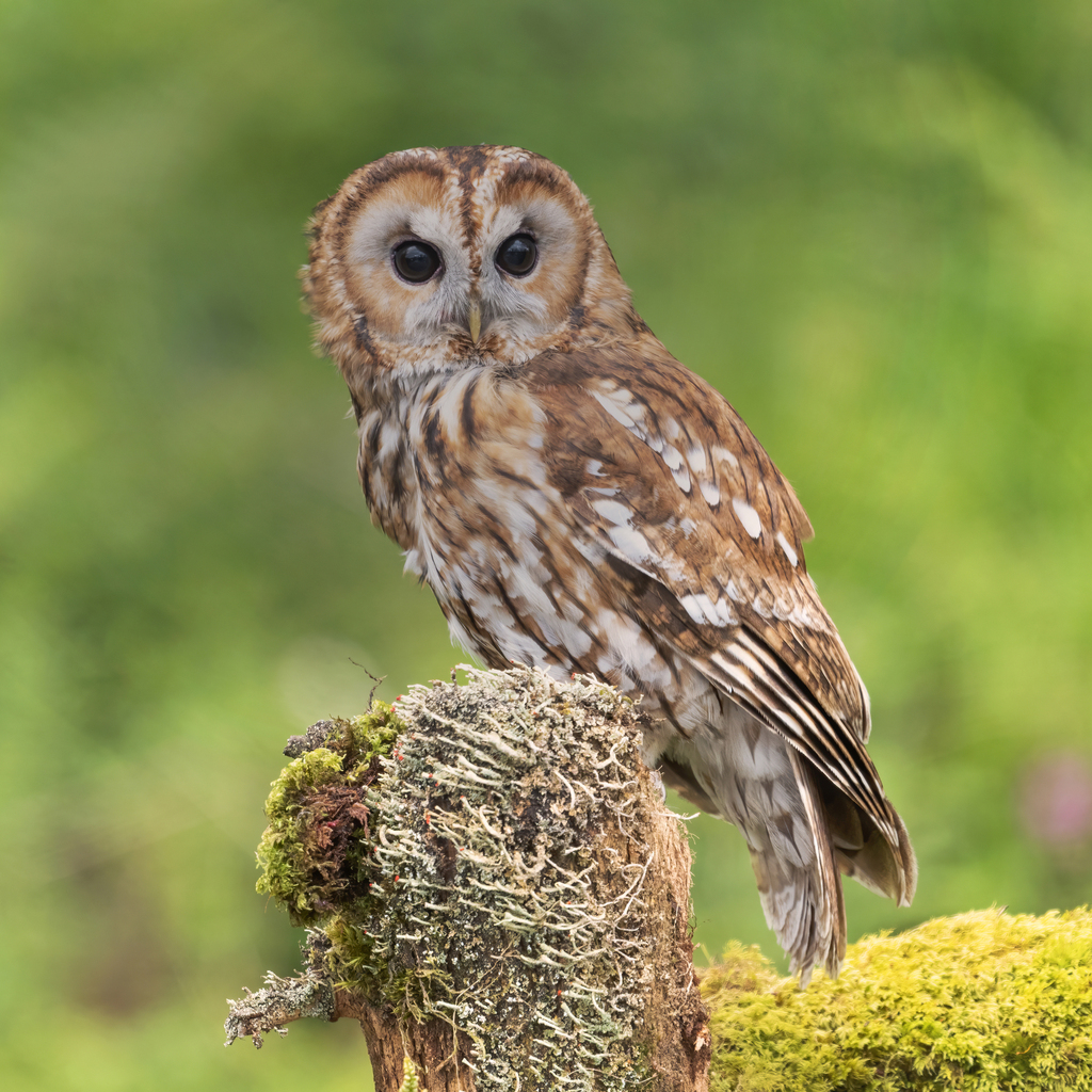 Tawny Owl reference