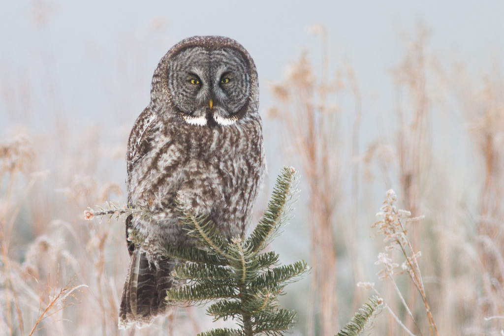 Great Gray Owl reference