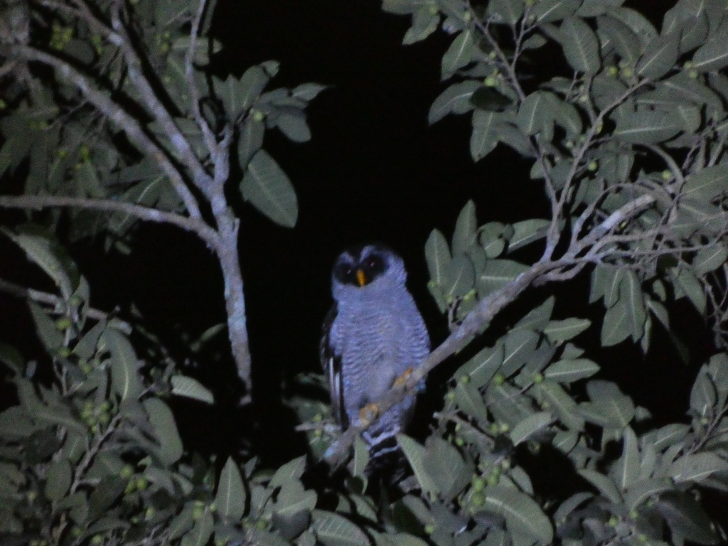 Black-and-white Owl reference